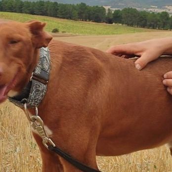 Futur, 2 ans et demi – podenco mâle 💛 #4