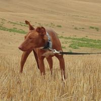 Futur, 2 ans et demi – podenco mâle 💛 #2