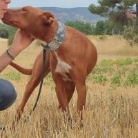 Futur, 2 ans et demi – podenco mâle 💛 #0