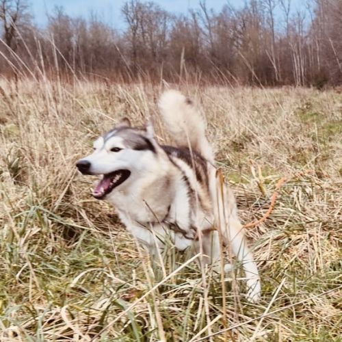 Husky sibérien mâle #2