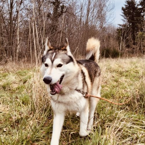 Husky sibérien mâle #5