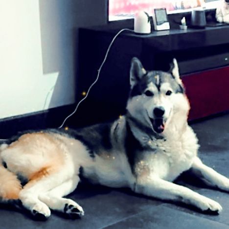 Husky sibérien mâle #6