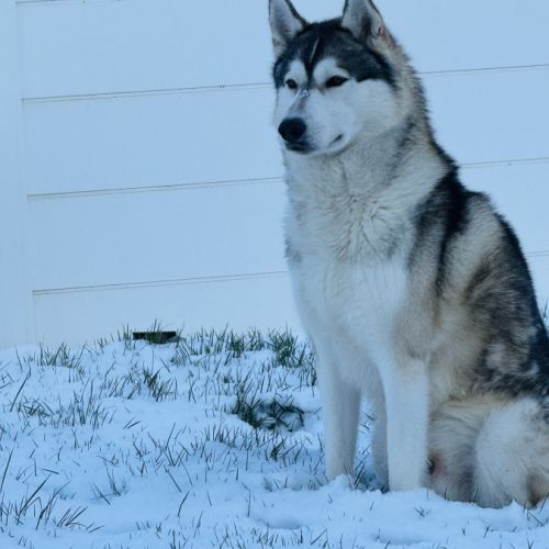Husky sibérien mâle #8