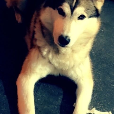 Husky sibérien mâle #0