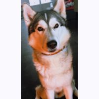 Husky sibérien mâle #1