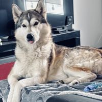 Husky sibérien mâle #3