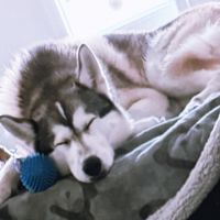 Husky sibérien mâle #4