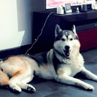 Husky sibérien mâle #6