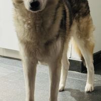 Husky sibérien mâle #7