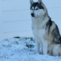 Husky sibérien mâle #8