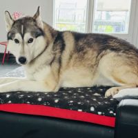 Husky sibérien mâle #9