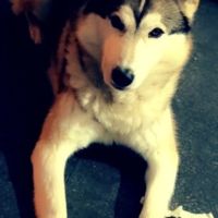 Husky sibérien mâle