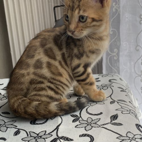 Magnifique chaton bengal