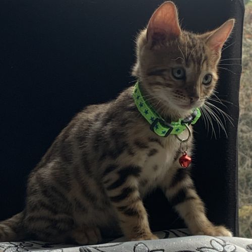 Magnifique chaton bengal #3