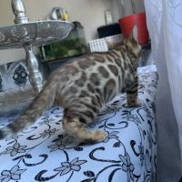 Magnifique chaton bengal #1