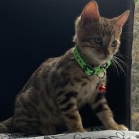 Magnifique chaton bengal #3