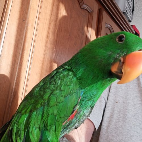 Mâle eclectus