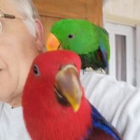 Femelle eclectus