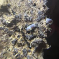 Cubaris panda king #1