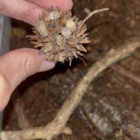 Cubaris panda king pink #0