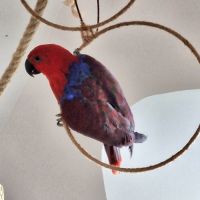 Femelle eclectus #3