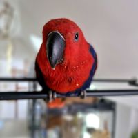 Femelle eclectus #4