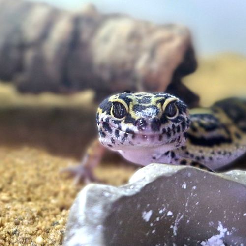 Gecko léopard #2