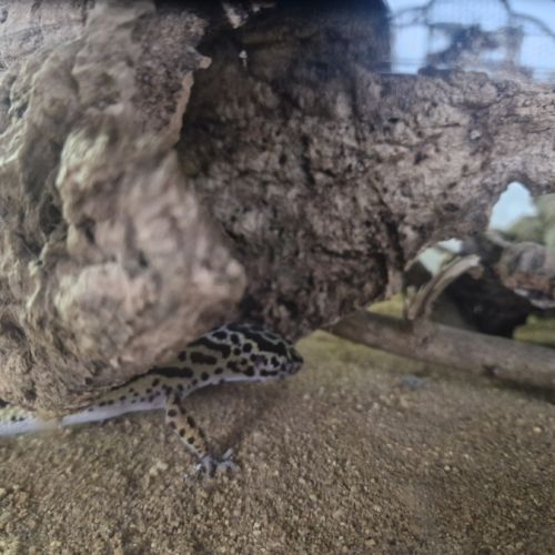 Gecko léopard #4