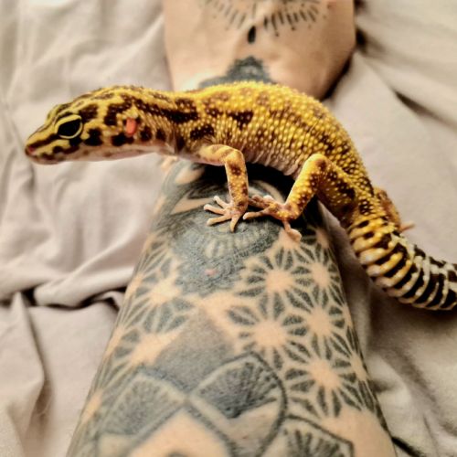 Gecko léopard