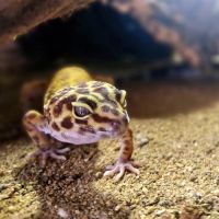 Gecko léopard #3