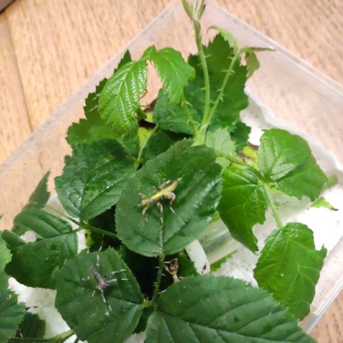 Phasmes feuille phyllium philipinicum