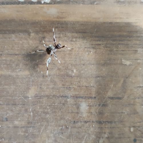 Phasmes feuille phyllium philipinicum #2