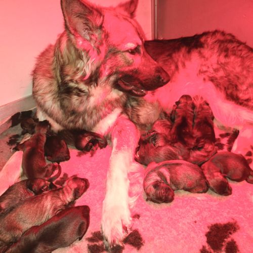 Chiots disponibles – portée de ragnar x unka #0