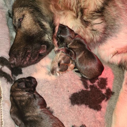 Chiots disponibles – portée de ragnar x unka #2