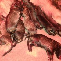 Chiots disponibles – portée de ragnar x unka #3