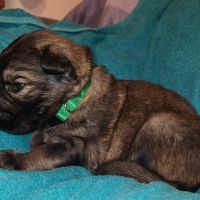 Chiots disponibles – portée de ragnar x unka