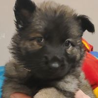 Chiots disponibles – portée de ragnar x unka