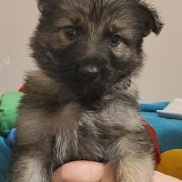 Chiots disponibles – portée de ragnar x unka #4