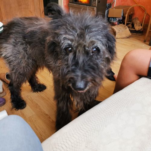 Bouvier ardennais en retraite