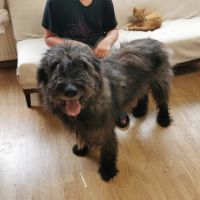 Bouvier ardennais en retraite #1