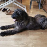 Bouvier ardennais en retraite #2