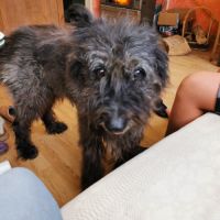 Bouvier ardennais en retraite #0