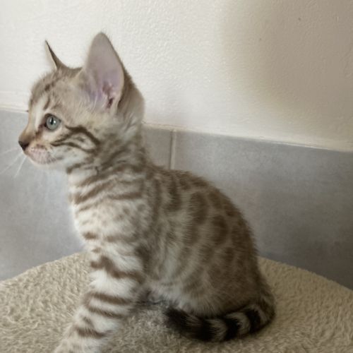 Chaton bengal loof à réserver