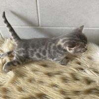Chaton bengal loof à réserver