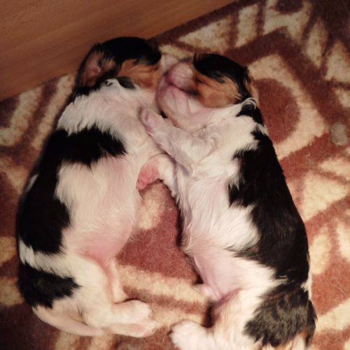 Chiots cavalier king charles
