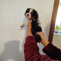 Chiots cavalier king charles