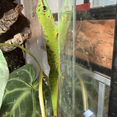 Gecko géant de madagascar