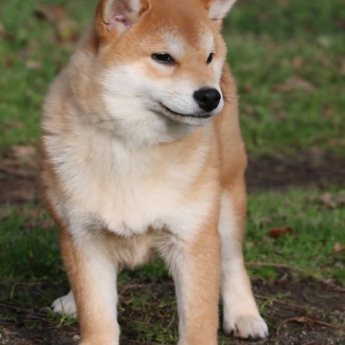 Dispo chiots shiba inu lof, prix exceptionnel #1