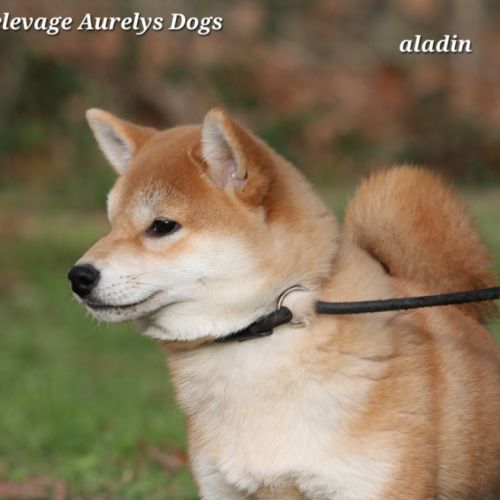 Dispo chiots shiba inu lof, prix exceptionnel #2