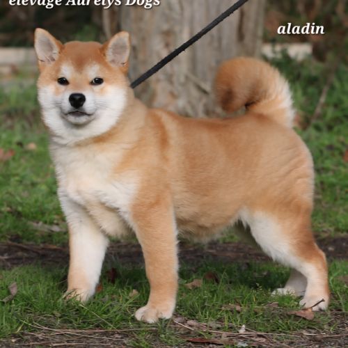 Dispo chiots shiba inu lof, prix exceptionnel #0